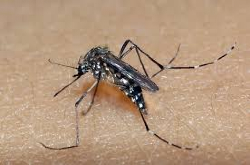 Brasil se aproxima de 1 milhão de casos prováveis de dengue, alerta Ministério da Saúde